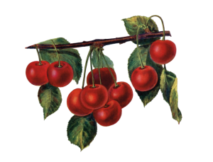 Vine Cherries