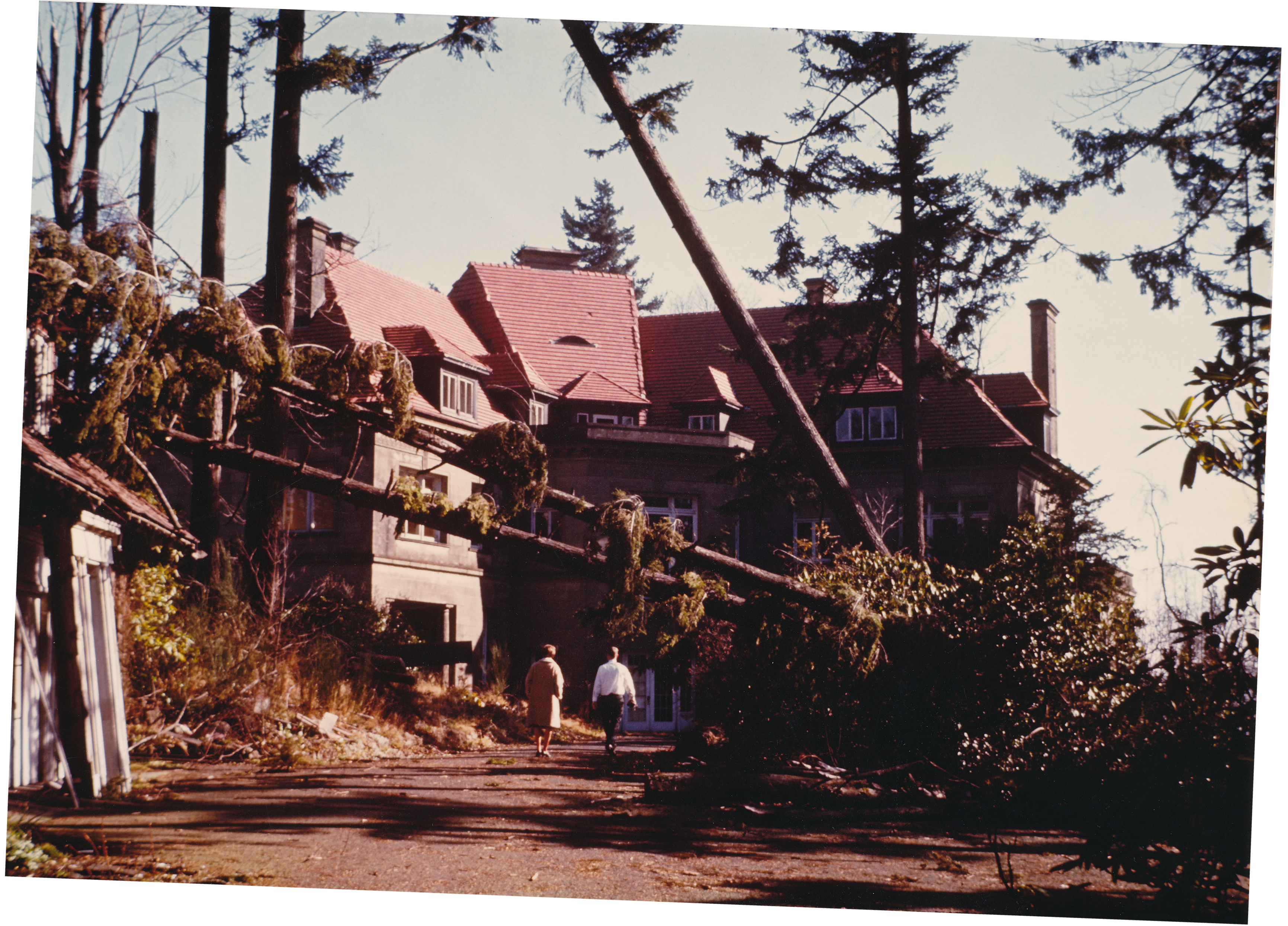 The 1962 Columbus Day Storm toppled giant Douglas Fir trees across the Pittock Mansion estate